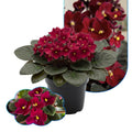 Red African Violets Live Plants in Pots, Live African Violet Plants House Plant for Indoor Outdoor Décor, 4" Pot, Well-Rooted and Year-Round Blooming