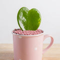 Green Hoya Kerrii Heart Plant Live, Hoya Plant, Hoya Kerrii Plant Live 2 Inches Pot for Planting