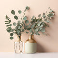 Baby Blue Eucalyptus Plant Live, Eucalyptus Houseplant for Planting Indoor in 2.5'' Pot
