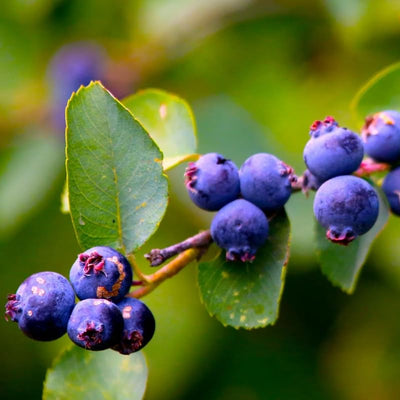 Serviceberry Plant Live for Planting, Serviceberry Bush Shrub 6 to 12 Inc Tall, Edible Berry Fruits Ready to Grow Your Garden