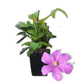 Clematis Vine Plants Live in Pot, 8 Months Old Seedlings Climbing Flowering, Outdoor Trellis Fences, Cold Hardy (Pink Clematis)
