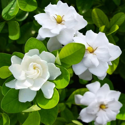 2 Cape Jasmine Plants Live, Frostproof Gardenia Live Plant, Gardenia Plant Live, Live Jasmine Plant Indoor, 3 to 7 Inc Long, Blooming Jasmine Plant Live for Garden, 2 Plants