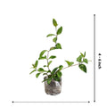 Fragrant Honeysuckle Plants Live Vines, Perennial Lonicera Honeysuckle Plants, 5 to 9 Inches Tall (Major Wheeler)
