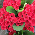 Red Crown of Thorns Plant Live in Pot, Euphorbia Milii Live Plants Very Hardy Houseplant Home Decoration, Year Round Blooming