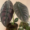 Rare Alocasia Plant, Red Alocasia Live Plant in 4 Inches Pot for Houseplant