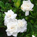 2 Cape Jasmine Plants Live, Frostproof Gardenia Live Plant, Gardenia Plant Live, Live Jasmine Plant Indoor, 3 to 7 Inc Long, Blooming Jasmine Plant Live for Garden, 2 Plants