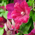Red Clematis Vine Plant Live for Planting, Red Velvet Fragrant Clematis Plant Live in 2.5 Inches Pot, Clematis Flowers Perennial