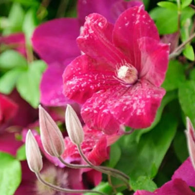 Red Clematis Vine Plant Live for Planting, Red Velvet Fragrant Clematis Plant Live in 2.5 Inches Pot, Clematis Flowers Perennial