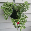 Variegated Baby Sun Rose, Pink Ice Plant 2 Inch Pot, Rare Succulent for Planting Indoor Outdoor