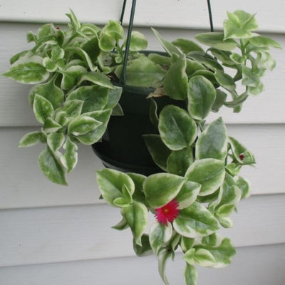 Variegated Baby Sun Rose, Pink Ice Plant 2 Inch Pot, Rare Succulent for Planting Indoor Outdoor