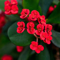 Mix Crown of Thorns Plant Live, Hardy Euphorbia Milii Crown of Thorn, 4'' Pot Indoor Houseplant (Red Euphorbia)