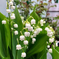 10 Live Lily of The Valley Bulbs, Fragrant White Lilies of The Valley Flowers, Bare Roots Plants for Planting