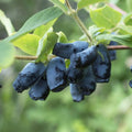 Blue Haskap Berry Plants, Honeyberry Fruit Plant Live, Honeysuckle Plant, 4-6 Inches for Planting Outdoor Garden