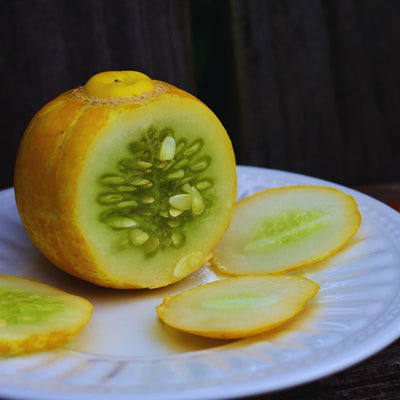 2 Lemon Cucumber Plants Live for Planting, Live Cucumber Plants for Planting, 4 to 7 Inches Tall Vegetable Plant