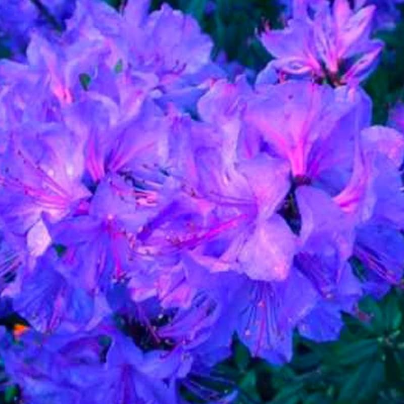 Big 1 Gallon Blue Rhododendron Plants Live, 1-3 Years Old Azalea Plants Live Shrubs Bushes for Planting, Very Well Rooted