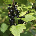 Black Currant Bush Live Plant, Black Currant Plant Live for Planting 5-9 Inch Tall, Currant Berry Fruit Tree Well Rooted Plant