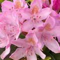 1-2 Feet Rhododendron Plants Live Bush Shrubs in 1 Gallon Pot for Planting, Azalea Bush Ready Plant, Live Rhododendron Plant Azalea (Light Pink)
