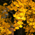 Ginkgo Plant in Quart Pot, 6-12 Inch - Leafless in Winter, Perennial Ginkgo Plants, Strong Roots, Live Shade Plants for Home Garden