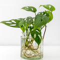 Monstera Adansonii Swiss Cheese Plant, Monstera Plants, Swiss Cheese Vine Plant for Growing Indoor Outdoor Garden Houseplant, 4 Inch Pot