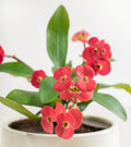 Mix Crown of Thorns Plant Live, Hardy Euphorbia Milii Crown of Thorn, 4'' Pot Indoor Houseplant (Red Euphorbia)