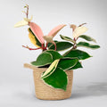 Hoya Plant Live Houseplants, Hoya Live Plant, in 4" Pot, Queen, Low-Maintenance Indoor Hanging Plant