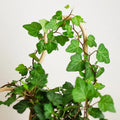 Green English Ivy Plant Live, Trailing Ivy Plant 4'' Pot, Climbing Houseplant for Growing Indoor Outdoor