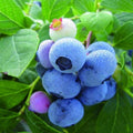 Early Ripening Blueberry Plant Live for Planting, Blueberry Bushes for Planting, 4"-7" Cold Hardy Blueberries Southern Highbush