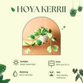 Live Variegated Hoya Kerrii Plant, Hoya for Pot or Hanging Basket, Live Indoor Plants for Home or Office