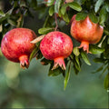 Large Sweet Fruit Pomegranate Tree Live Plant, Well Rooted, 6 to 8 Inc Tall, Delicious Large Sweet Fruit