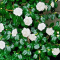 Bright White Camellia Plants Live, Rare Camellias Tree Live Plant, Bright White Flower Shrub, Well-Rooted in Pot, Indoor Outdoor Flowering Zones 7-10