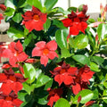 Set 2 Red Mandevilla Live Plants, 5-9" Tall Mandevilla Plant Potted, Well Rooted Perennial Flowers Shrub Plants, Ornamental Plants for Outdoors