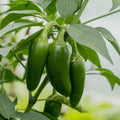 Live Pepper Plants, Jalapeno Pepper Plant, 4 to 8 Inch Tall Plants, Outdoor Garden Pepper Seedling Plant