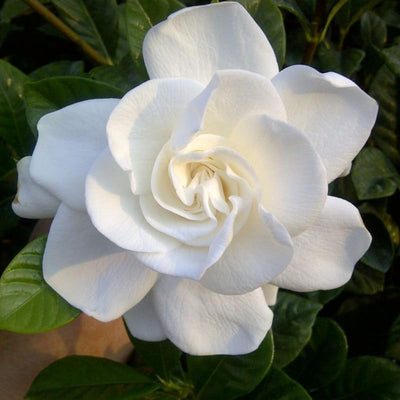 White Gardenia Plants, Fragrant Jasmine Gardenia Plant in 4 Inch Pot, Hardy Perennial Flowers Plant Potted for Planting