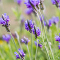 4 Lavender Plants Live Outdoor Indoor, Cold Hardy Fragrant Perennial Herb for Garden and Landscape, 4-8 Inch Tall (Blue Lavender)