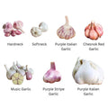 1 Pound Garlic for Planting in Fall Mix Random Softneck Hardneck, 8-10 Assorted Garlic Bulbs for Planting, Fresh and High Yield Bulb Variety Pack, Hardy and Fast Growing