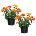 2 Bright Orange Lantana Plants Live Trees, Ready to Bloom, Hardy Long Blooming Seasons, Vibrant Colorful Perennial Fragrant, 5-10" in Tall, Full Sun Growing