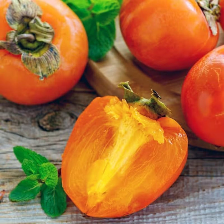 Potted Persimmon Fruit Trees Live Plants, 6 to 12 Inches Tall, Cold Hardy, American Persimmon Tree