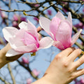 Jane Magnolia Tree Live Plant, Magnolia Plant Live 6 to 12 Inches Tall, in 2.5 Inches Pot, Pink Magnolia Bush Fragrant Magnolia Flowers