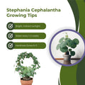Stephania Cephalantha Plant, Rare Caudex Succulent with No Hair Roots, 2.5-3 Inches for Indoor Planting