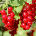 Red Currant Plant Live for Planting, Red Curant Bush Live Plant 5-9 Inch Height, Curant Berry Fruit Tree, 1 Year Large Bare Root