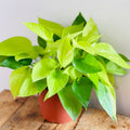 Neon Pothos Plant, Live Pothos Plant, Variegated Pothos Plant, Pothos Vines Plant 4 Inches Potted House Plant Indoors Live, Indoor House Plant