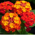 2 Red Lantana Plants Live Trees, Ready to Bloom, Hardy Long Blooming Seasons, Vibrant Colorful Perennial Fragrant, 5-10" in Tall, Full Sun Growing