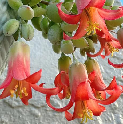 Cotyledon Pendens Succulent Live Plant 4 Inch Pot, Trailing Succulent Houseplant, Cotyledon Pendens Plant