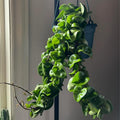 Hindu Rope Plant Live Plant, Hoya Live Plant in 3 Inches Pot to Grow
