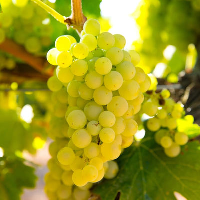 Grape Vine Live Plant to Grow 1-2 Year Old, Sweet Grape Plant Live for Growing, Grape Fruit Well Rooted Plant Bareroot (Green Grape)