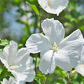 White Rose of Sharon Plant Live 4 Inch Container, Hardy Hibiscus Plant Live for Planting, Althea Hibiscus Syriacus Flowers