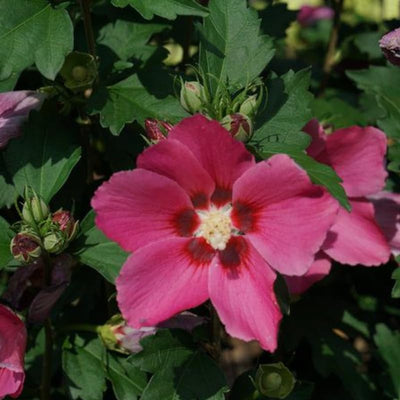 1 Dark Pink Rose of Sharon Plant Live 4 Inch Pot, Hibiscus Plant with Stunning Flowers, Pink Althea Hibiscus Syriacus