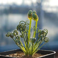 Frizzle Sizzle Albuca Plant Live 3.5 Inch Pot, Rare Spiraling Succulent for for Indoor Growing and Succulent Gardens