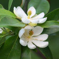 Sweetbay Magnolia Tree Live Plant, Laurel Magnolia Shrub Tree Live Plant in 2.5" Pot, 6-12 Inches