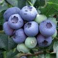 Sweet Blueberry Plant Live for Planting, Blueberry Bushes for Planting, 4"-7" Cold Hardy Blueberries Southern Highbush